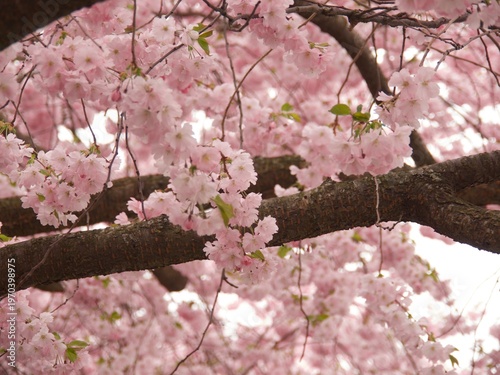 Pink cherry on sky background in spring