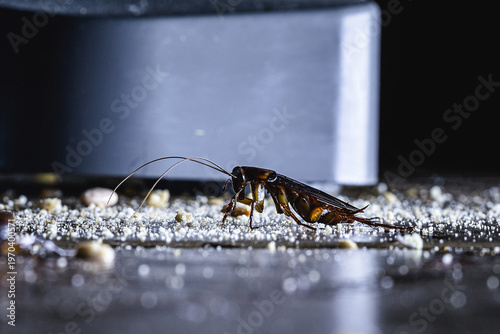 cockroach eating leftover dirt on a kitchen floor, night photography, cockroach at night in the kitchen, Cockroaches Infestation on Kitchen Floor at Night