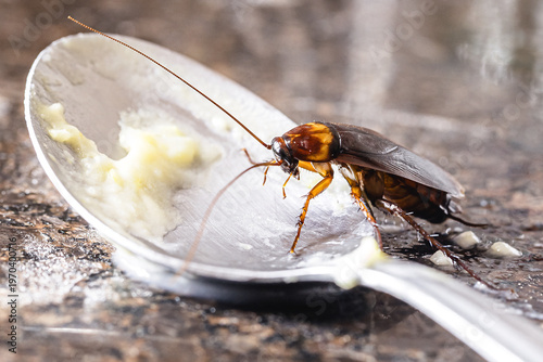 close-up of a cockroach eating from a dirty spoon on the kitchen sink, risk of infection and contagion by harmful insects, need for detection for health reasons