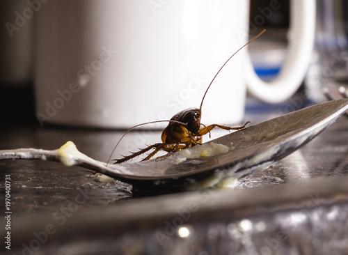 cockroach walking on dirty plate in a kitchen, close up, macro photography. need for pest control, pest control