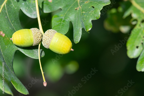 Close up of acorns on an English oak (quercus robur) tree