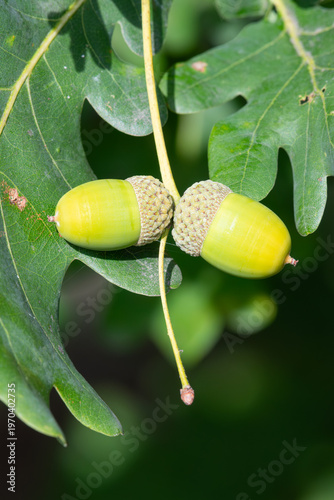 Wallpaper Mural Close up of acorns on an English oak (quercus robur) tree Torontodigital.ca