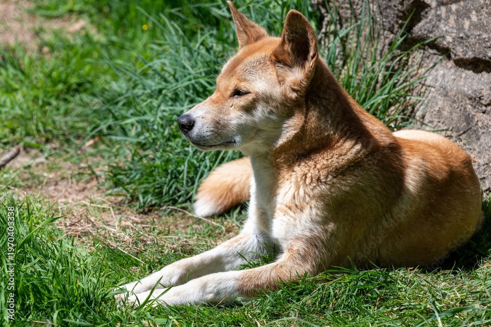 custom made wallpaper toronto digitalPortrait of a dingo (canis lupus dingo) relaxing on the grass