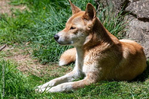 Wallpaper Mural Portrait of a dingo (canis lupus dingo) relaxing on the grass Torontodigital.ca