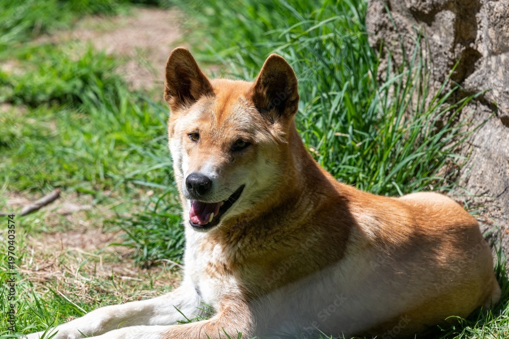 custom made wallpaper toronto digitalPortrait of a dingo (canis lupus dingo) relaxing on the grass