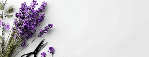 Empty White Paper Watercolor Sketch Lavender Shears Far Left Airy