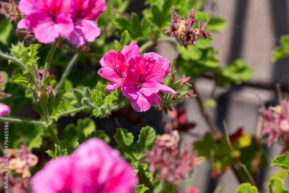 custom made wallpaper toronto digitalPink geranium flowers in bloom