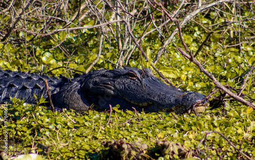alligator in the swamp