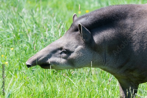 Wallpaper Mural Close up of a tapir in a grassy meadow Torontodigital.ca