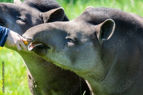 Photos Close up of a tapir being hand fed