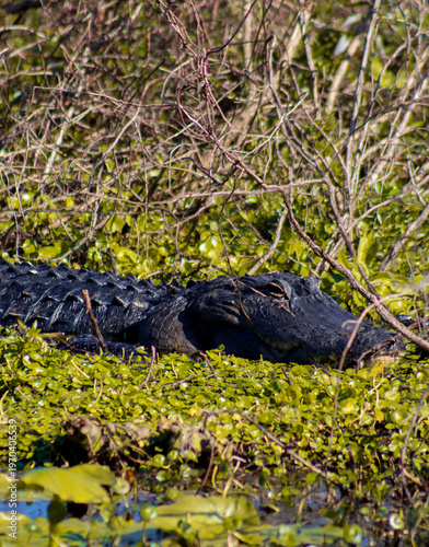 aligator in the water