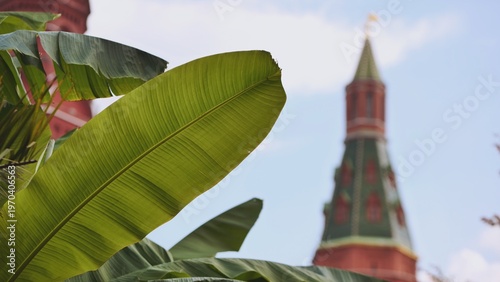 Photography Lush banana leaves framing the Moscow Kremlin tower
