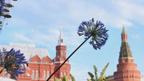Canvas Print Agapanthus framing Moscow Kremlin towers on sunny summer day