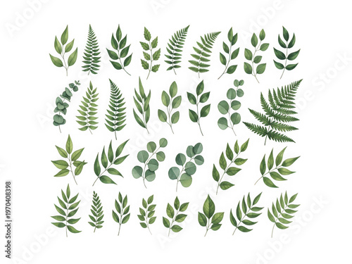 Collection of diverse fern leaves in intricate black and white line art style