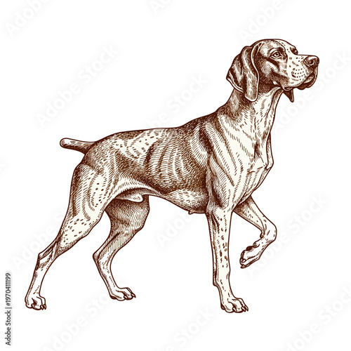 Elegant Hound Point Stand Art Illustration - Detailed Canine Etching Style Drawing