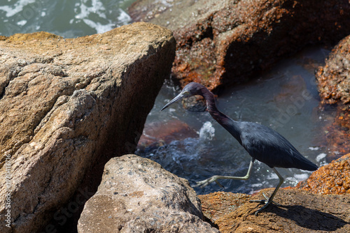Little blue heron on Coastal Rocks with Ocean Waves Crashing	