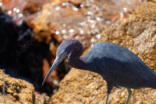 Little blue heron on Coastal Rocks with Ocean Waves Crashing	