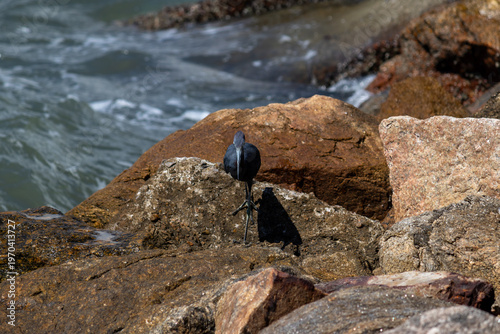Little blue heron on Coastal Rocks with Ocean Waves Crashing	