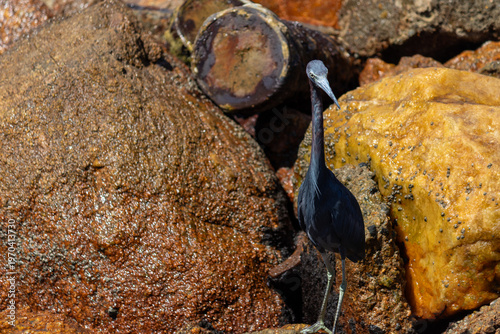Little blue heron on Coastal Rocks with Ocean Waves Crashing	