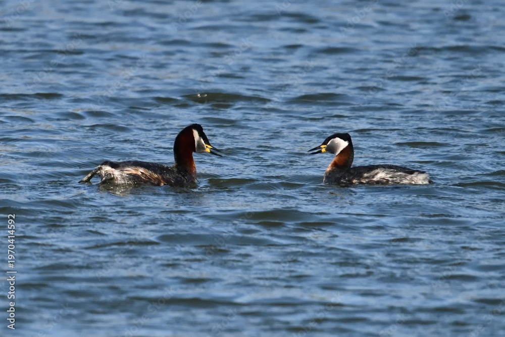 Fototapeta premium Red-necked Grebe (Podiceps grisegena) in natural habitat, wildlife bird photograph