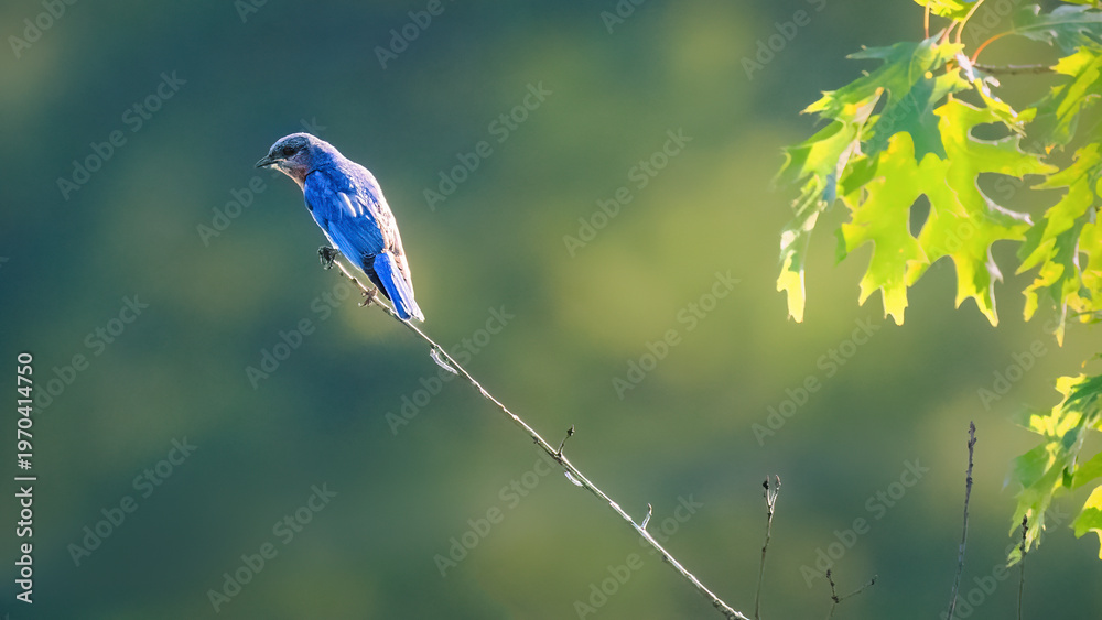 Fototapeta premium Eastern Bluebird perched on a slender twig with soft green background and sunlit leaves, capturing a peaceful woodland wildlife moment with natural light and shallow depth of field.