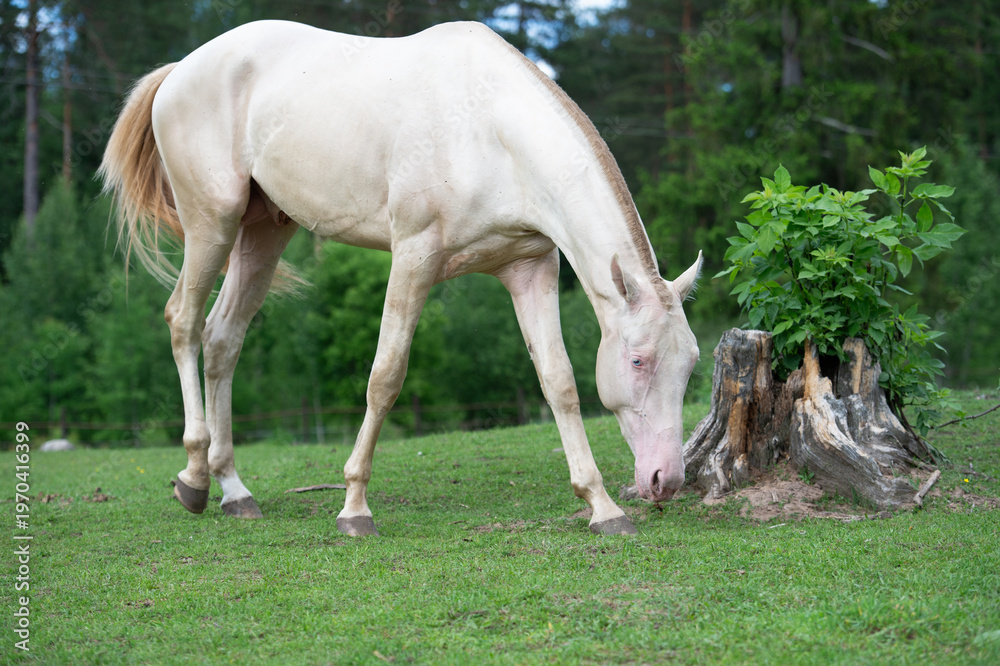 Obraz premium walking young creamello purebred akhalteke stallion in paddock at cloudy spring day
