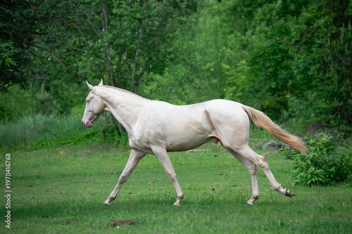 Foto running speedly young creamello purebred akhalteke stallion in paddock