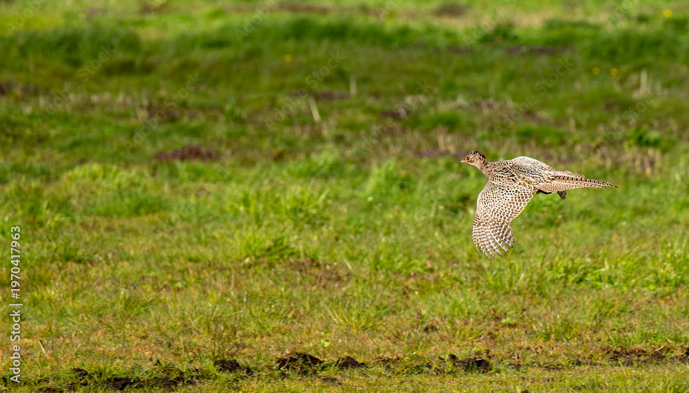 Fototapeta premium Pheasant flying across a green field in the countryside