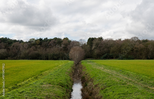 Irrigation channel separates two agricultural fields growing grass. 