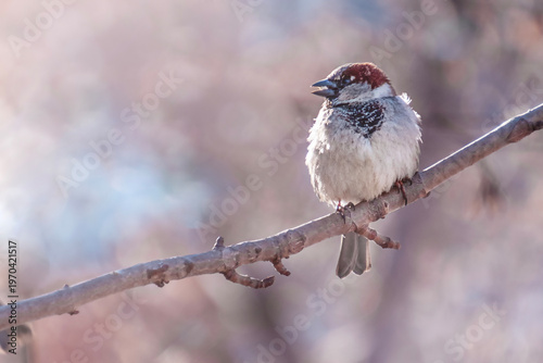 Sparrow Perched on Branch in Serene Moment