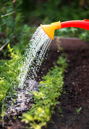 Watering Green Plants in a Raised Garden Bed with a Red Watering Can