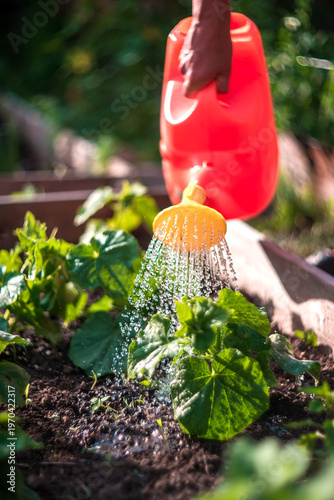 Watering Green Plants in a Raised Garden Bed with a Red Watering Can