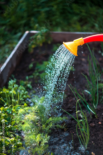 Watering Green Plants in a Raised Garden Bed with a Red Watering Can