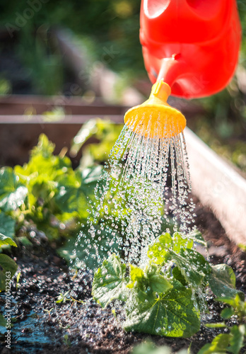 Watering Green Plants in a Raised Garden Bed with a Red Watering Can