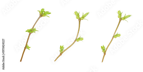 Green buds on slender branches, showcasing new growth and vitality. The image captures the freshness of early spring, highlighting the potential and beauty of nature's renewal.