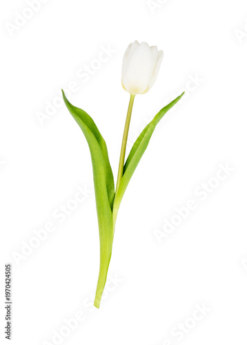 White Tulip on White Background Highlighting Simplicity