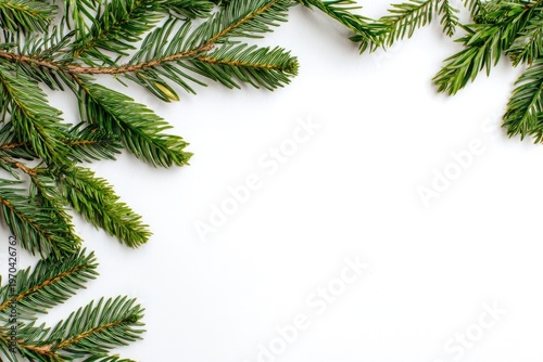 Lush green pine branches frame a white backdrop, ideal for seasonal themes