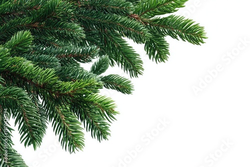 Lush green pine branches in corner on white background