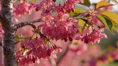 Closeup of delicate pink cherry blossoms on a tree branch in spring 1.