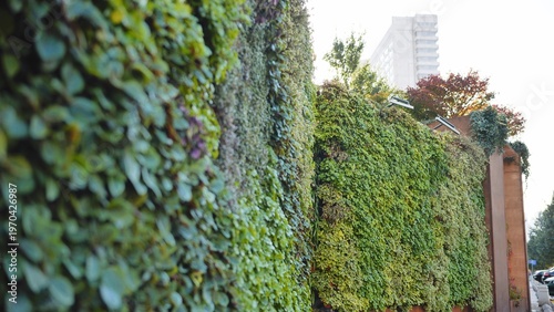Schilderij op canvas Vertical garden facade with lush green plants covering an urban building wall
