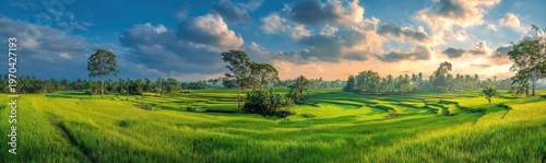 Lush green rice fields under a beautiful cloudy sky at sunrise, with trees scattered across the landscape