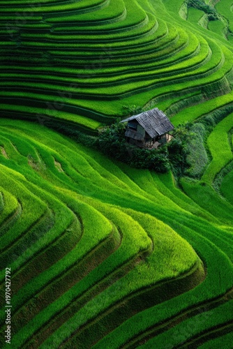 Lush green rice terraces cascade down a hillside, with a rustic building nestled within