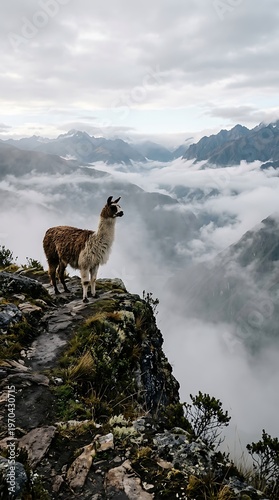 Llama Mountain Landscape Wildlife Scenic View