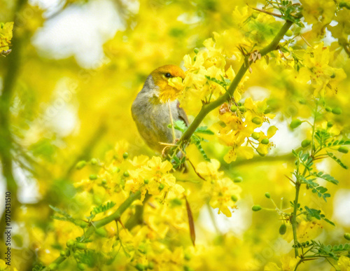 Verdin's in a Sea of Yellow Spring Blooms