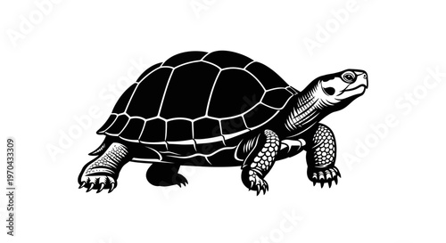 Detailed vintage style black and white illustration of a terrestrial tortoise, engraving artwork.