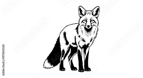 Elegant black and white fox illustration standing, wild canine animal vector graphic, woodland wildlife artwork