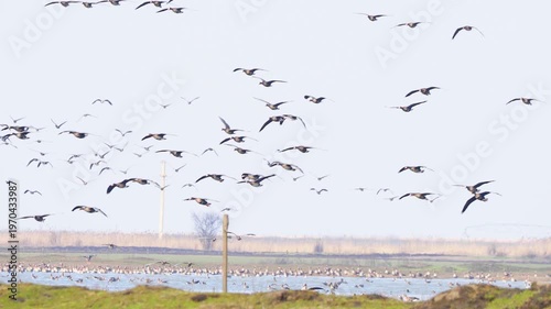 Large flock of greater white-fronted geese (Anser albifrons) landing on flooded meadow to feed