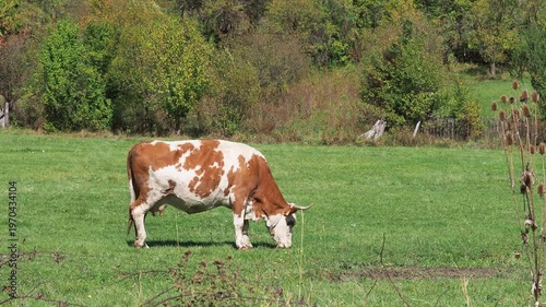 Cows grazing on a green grass meadow in summer with bell sound