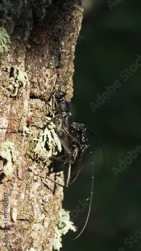 Pair of the great capricorn beetle or cerambyx longicorn mating, Cerambyx cerdo