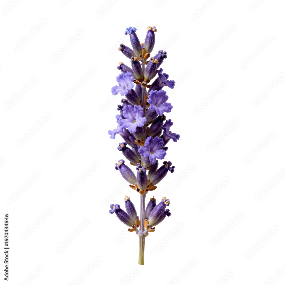 Obraz premium Close up of a beautiful stalk of purple lavender flowers on white background